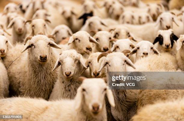 Sheep are herded at a farm on February 16, 2021 in Zhangjiakou, Hebei Province of China.