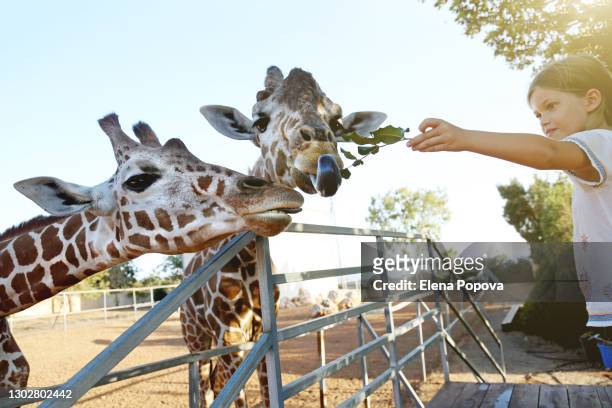 beautiful girl feeding giraffes at the public wild park - zoo stockfoto's en -beelden