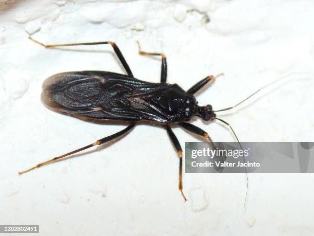 masked hunter (reduvius personatus) - assassin bug 個照片及圖片檔