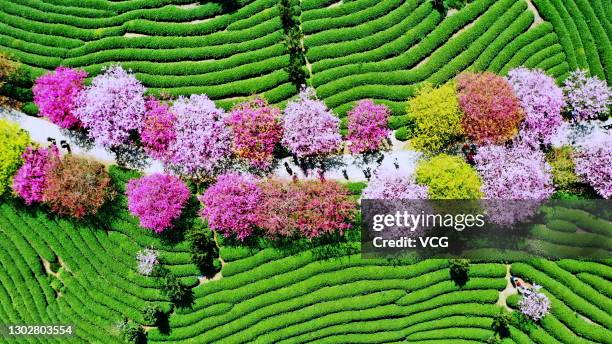 Longyan Cold Spring Cherry Bloom At Tea Plantation In Longyan Photos and Premium High Res ...
