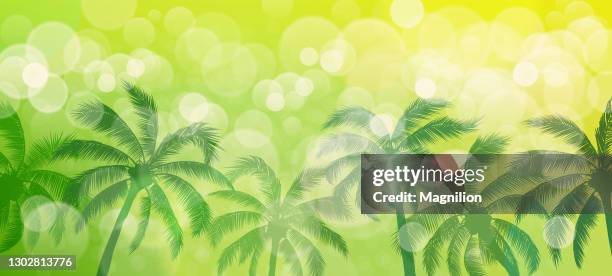 palm trees and bokeh vector abstract summer green background - palm tree background stock illustrations