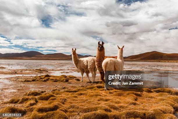 southern potosi desert - llama animal stock pictures, royalty-free photos & images