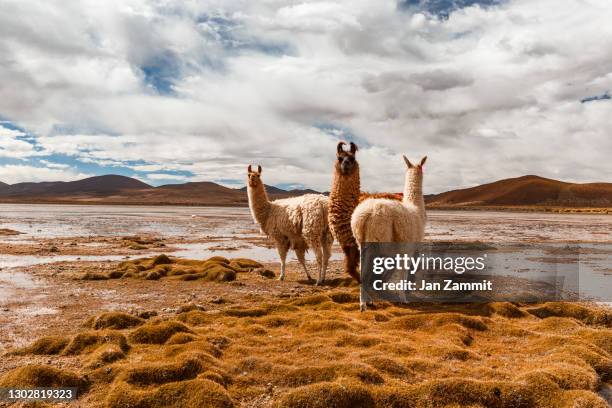 southern potosi desert - lama camelídeos imagens e fotografias de stock