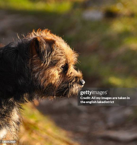 terrier dog - border terrier fotografías e imágenes de stock