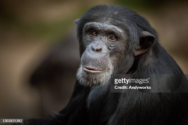 verticale d’un chimpanzé - chimpanzé photos et images de collection