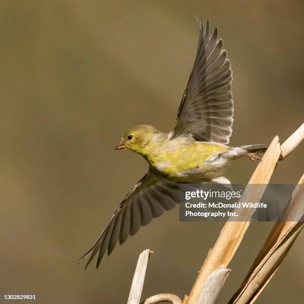 american goldfinch - american goldfinch - fotografias e filmes do acervo