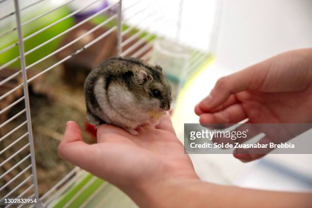 small russian hamster in the hand of a child who offers him food - cage de foot ストックフォトと画像