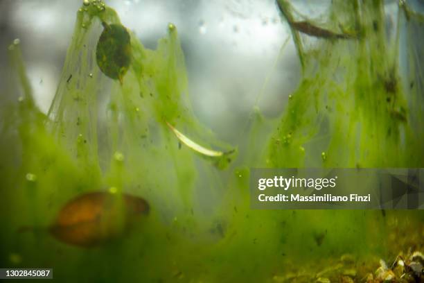 blue-green algae, a bacteria called cyanobacteria in the fresh water - oscillatoria tenuis stock pictures, royalty-free photos & images