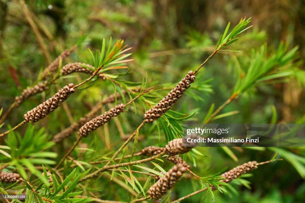 Melaleuca citrina, commonly known as common red, crimson or lemon bottlebrush, is a plant in the myrtle family