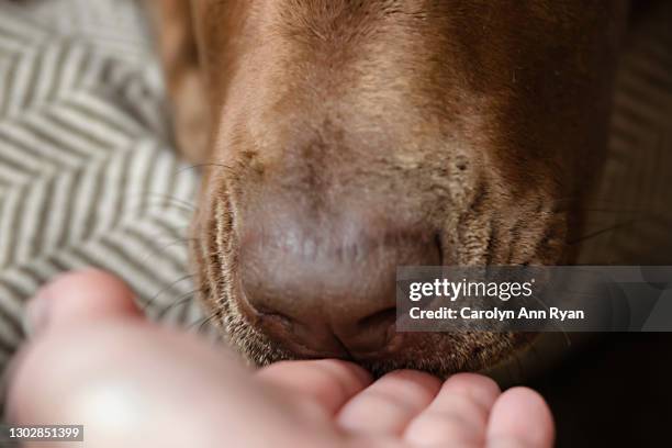 close-up of dog sniffing hand - muzzle human stock pictures, royalty-free photos & images