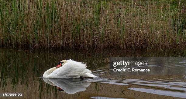 swan swimming - rietkraag stockfoto's en -beelden