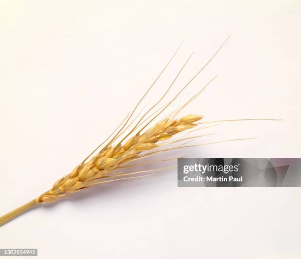 wheat stalk on white background - rye grain stock pictures, royalty-free photos & images