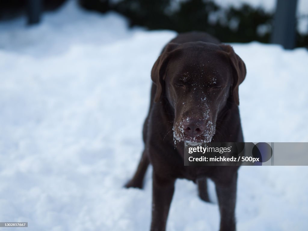 Portrait of purebred labrador retriever standing on snow,Poland