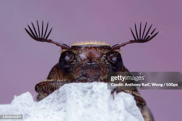 close-up of insect on leaf against sky,malaysia - scarab beetle stock pictures, royalty-free photos & images