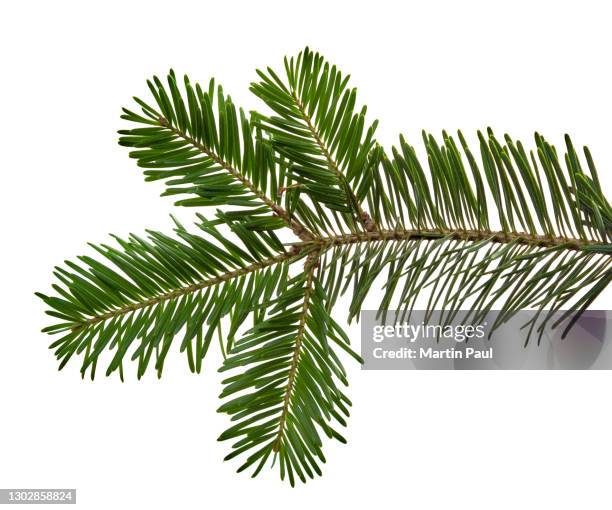 spruce branch cut out on white background - tannenzweig stock-fotos und bilder