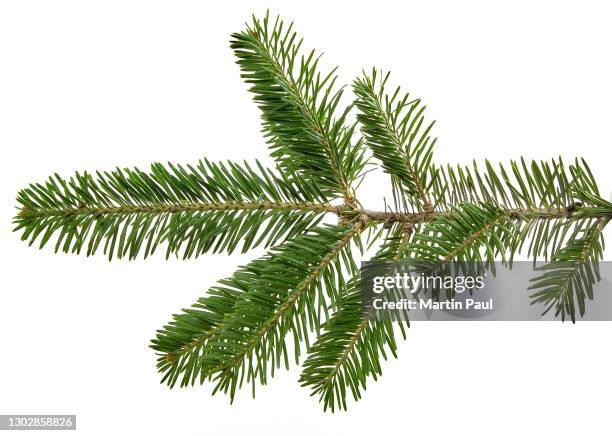 spruce branch cut out on white background - tannenzweig stock-fotos und bilder