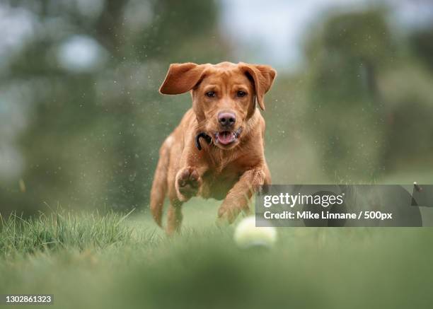 portrait of labrador retriever running on field,manchester,united kingdom,uk - manchester united vs manchester city stock pictures, royalty-free photos & images