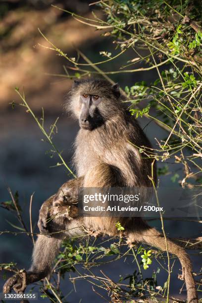 close-up of squirrel on tree,kruger national park,south africa - baboon stock pictures, royalty-free photos & images