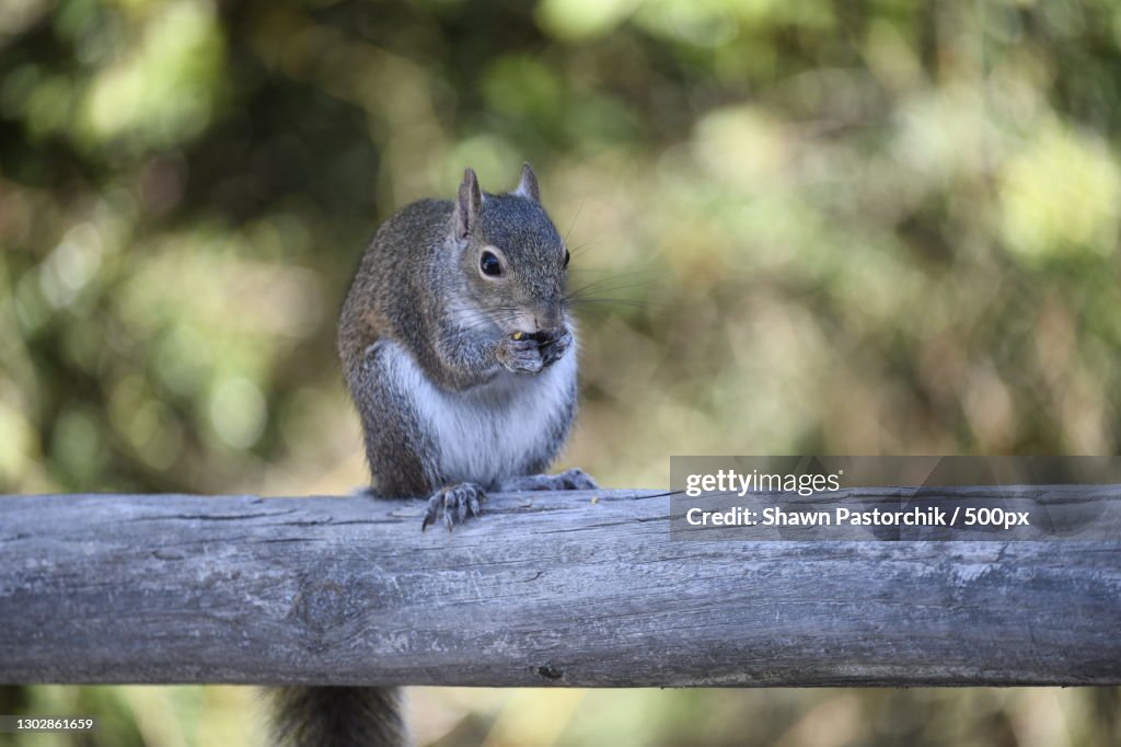 Close-up of gray squirrel on railing,Panama City Beach,Florida,United States,USA