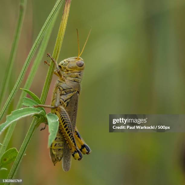 Locust Lizard 2,356 The Day Of The Locust Stock Photos, High-Res Pictures, and Images ...