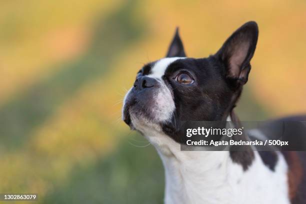 close-up of boston terrier looking away,wieliczka,poland - boston terrier stock pictures, royalty-free photos & images
