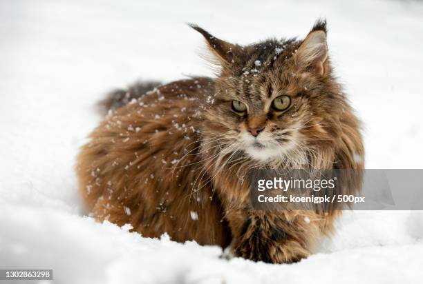 close-up of cat on snow - siberian cat stockfoto's en -beelden
