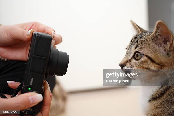 human hand clicking cat's photo - cat looking at camera stock pictures, royalty-free photos & images