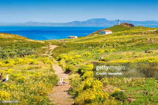 spring flowers channel islands national park california usa - channel islands national park stock pictures, royalty-free photos & images