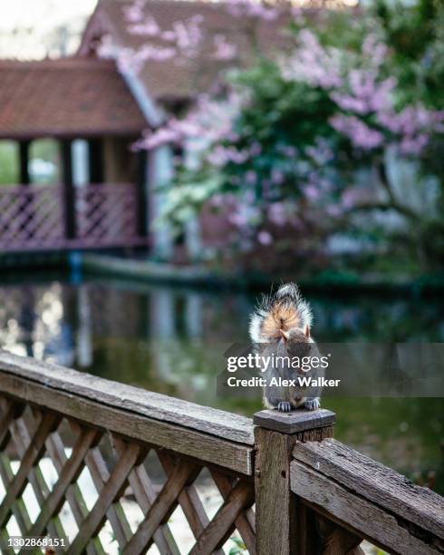 grey squirrel eating nut on wooden fence. - bushy stock pictures, royalty-free photos & images