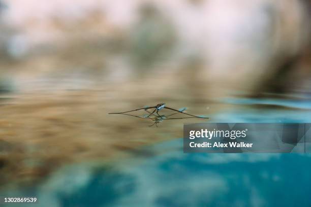 pond skater (gerridae) walking on water - belostomatidae stock pictures, royalty-free photos & images