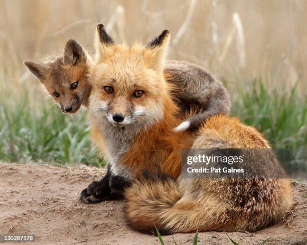 red fox - twee dieren stockfoto's en -beelden