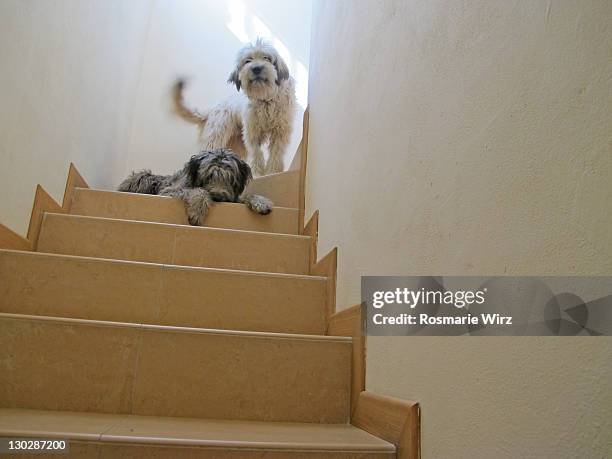 two bergamasco sheepdogs - bergamasco sheepdog stock pictures, royalty-free photos & images