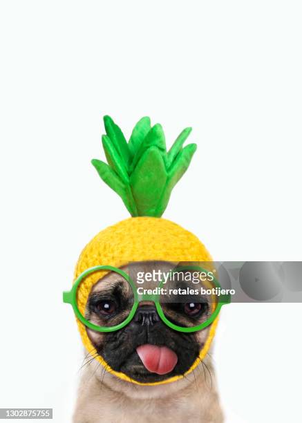 funny dog - animal themes stock pictures, royalty-free photos & images