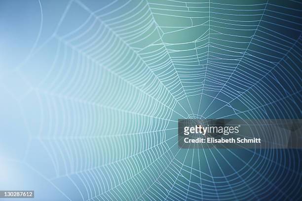 spider's web with spider - teia de aranha imagens e fotografias de stock