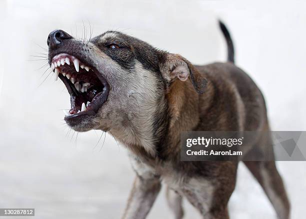 angry dog - animal behavior stock-fotos und bilder