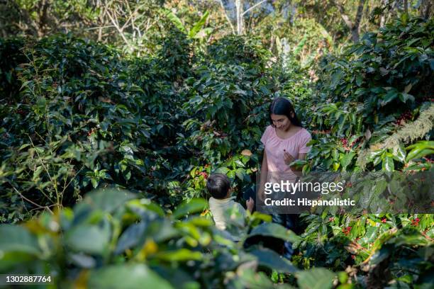 fermier féminin colombien enseignant à son fils au sujet de la récolte des grains de café - plantation de café photos et images de collection