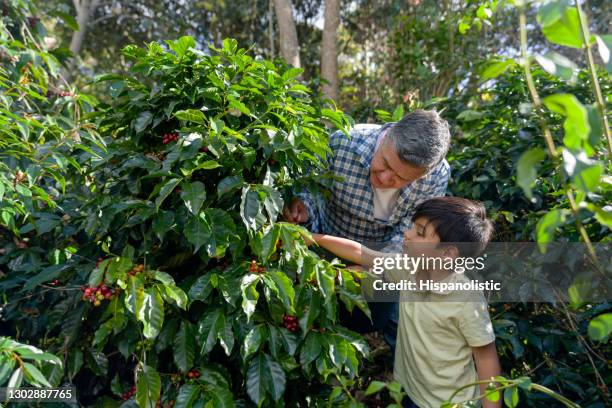 colombiaanse jongen die over het koffie oogsten bij een plantage leert - legacy stockfoto's en -beelden