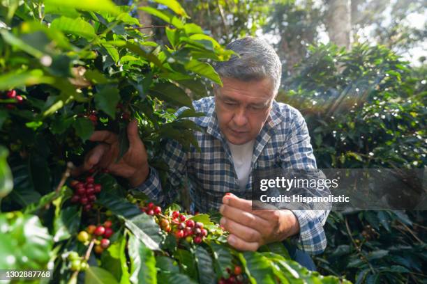dueño de finca de café colombiana revisa la calidad de sus frijoles - farmer coffee cherry fotografías e imágenes de stock