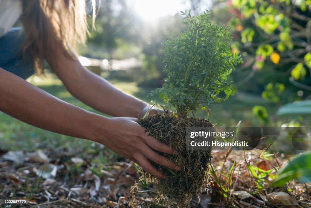 Primer plano de una mujer plantando un árbol