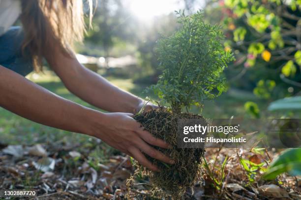 plan rapproché sur une femme plantant un arbre - bush photos et images de collection