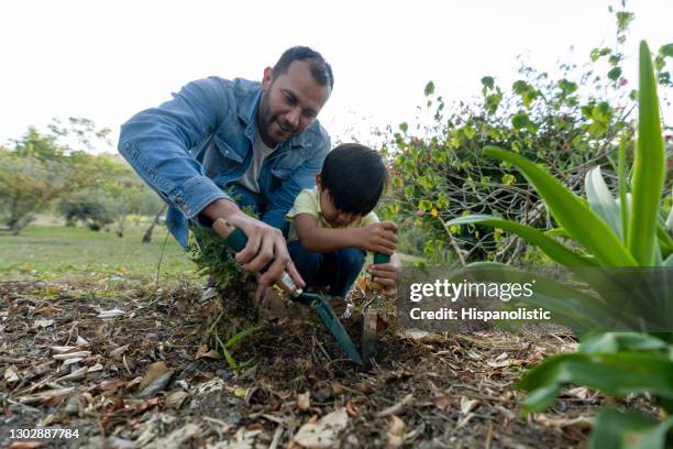 vader die zijn zoon leert hoe een boom te planten - family planting tree stockfoto's en -beelden