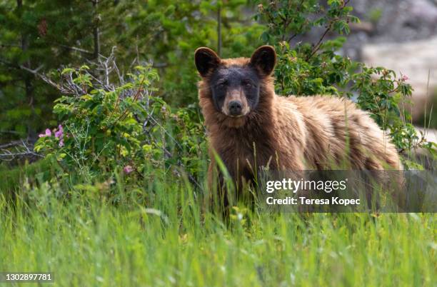 black bear foraging at glacier national park in montana - whitefish montana stock pictures, royalty-free photos & images
