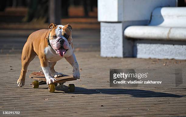 bulldog on skateboard - bulldog photos et images de collection