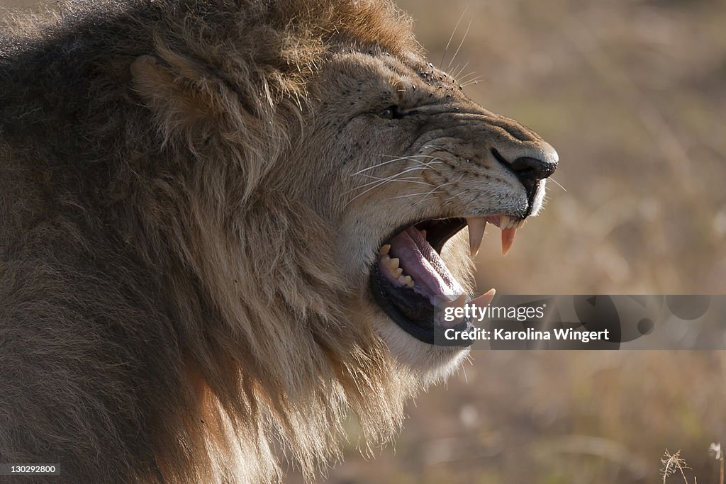 Roaring male lion