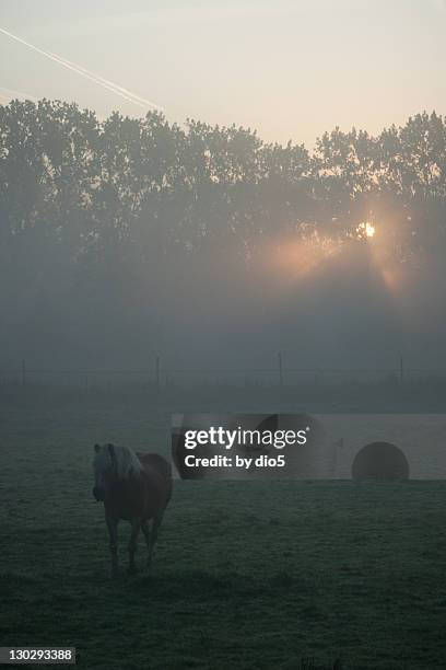 horse on landscape in fog - stadio stockfoto's en -beelden