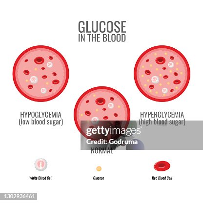 Gda Normal Glucose Levels Infographic Vessel And Blood Health Vector High-Res ...