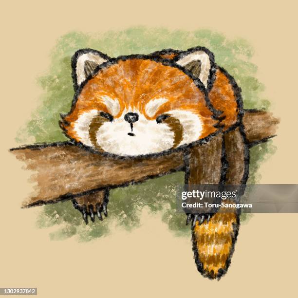 67点のレッサーパンダイラスト素材 Getty Images 67点のレッサーパンダイラスト素材 Getty Images