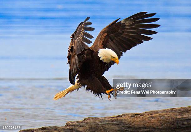 perfect landing, bald eagle, alaska - homer ak stock pictures, royalty-free photos & images