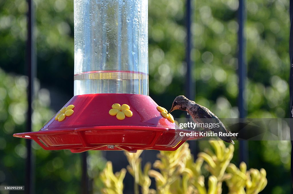 Hummingbird Feeding