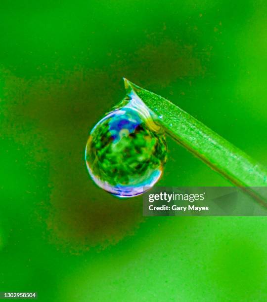 raindrop hanging from blade of grass macro closeup - dew stock pictures, royalty-free photos & images